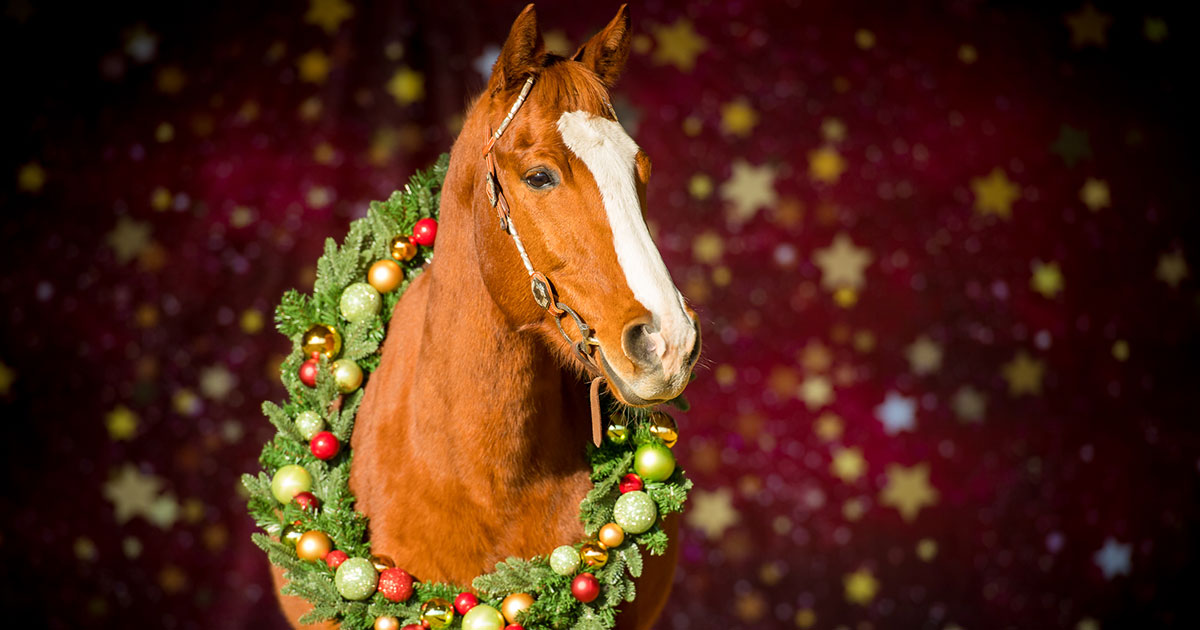 weihnachtsshooting_hoferstall_02.jpg